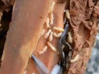 东光白蚁防治公司分享白蚁高发季节特点与阶段性防控方案